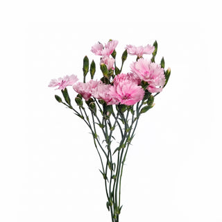 dianthus pink
