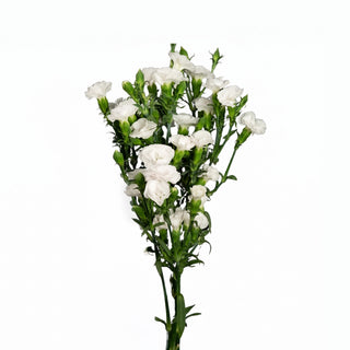 Dianthus White