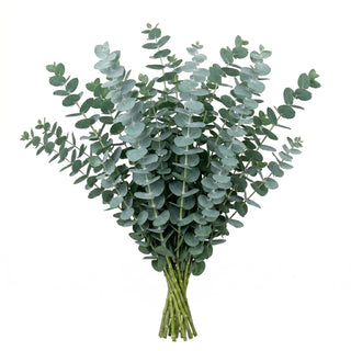 Baby Blue Eucalyptus