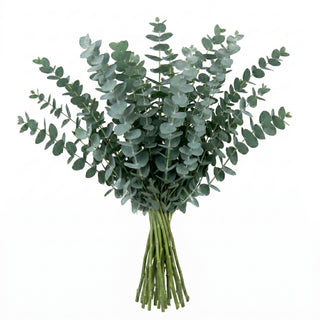 Premium Baby Blue Eucalyptus