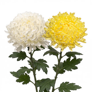 Two chrysanthemum flowers on stems, one white and one yellow, with green leaves, isolated on a white background.