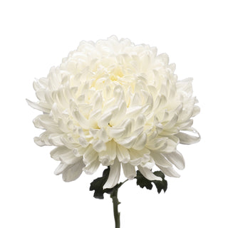 White Natural Football Mums