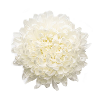 White Natural Football Mums