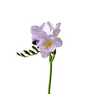 freesia light lavander