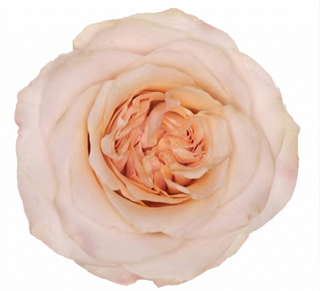 Close-up of a light pink glow girl garden rose on a white background