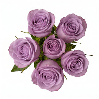 Bouquet of lavender roses on a white background