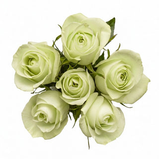 Bouquet of light green roses on a white background