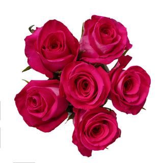 Bouquet of hot pink roses on a white background
