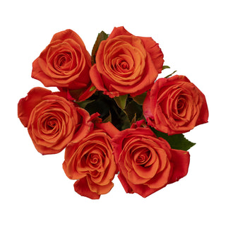 Bouquet of orange roses on a white background
