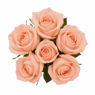 Bouquet of peach roses on a white background