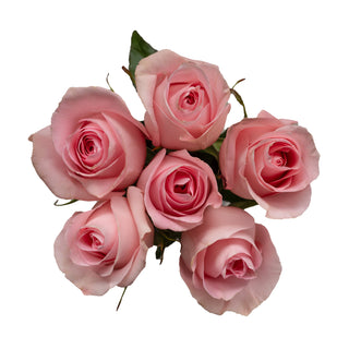 Bouquet of pink roses on a white background
