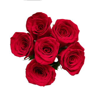 Bouquet of red roses on a white background