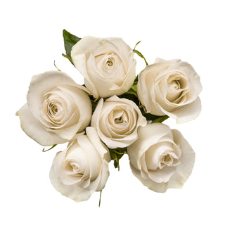 Bouquet of white roses on a white background