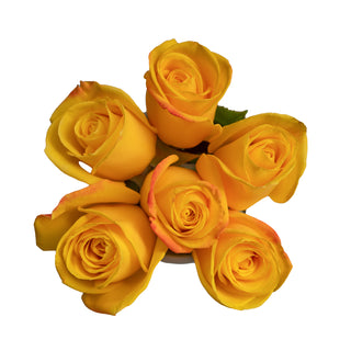 Bouquet of yellow roses on a white background