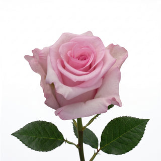 A single light pink rose with green leaves on a stem, isolated on a white background.