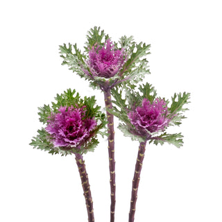 Feather Queens Red Kale