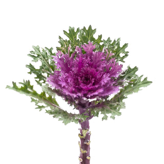 Feather Queens Red Kale