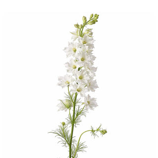 White delphinium flower stem on a white background