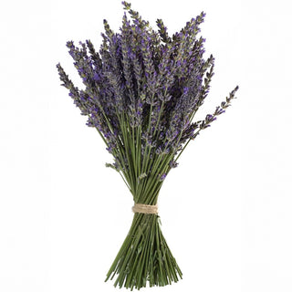 Bouquet of lavender flowers tied with twine on a white background