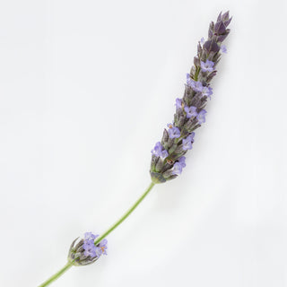 Lavender flower on a white background