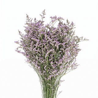 Limonium misty blue