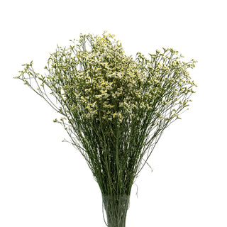 limonium misty white