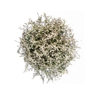 Limonium misty white