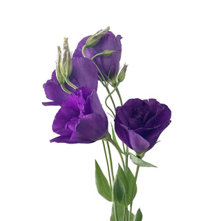 Purple Lisianthus