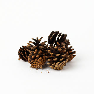 lodgepole pine cones