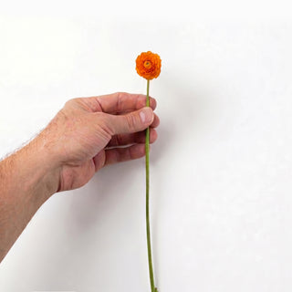 Orange Mini Ranunculus