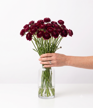 Burgundy Mini Ranunculus