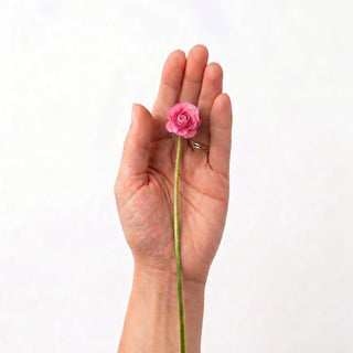 Pink Mini Ranunculus
