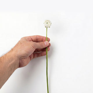 White Mini Ranunculus