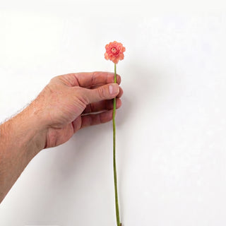 Coral Mini Ranunculus