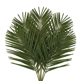 Robellini Palm - 160 Stems
