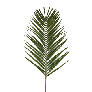 Robellini Palm - 160 Stems