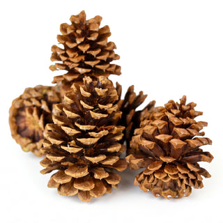ponderosa pine cones