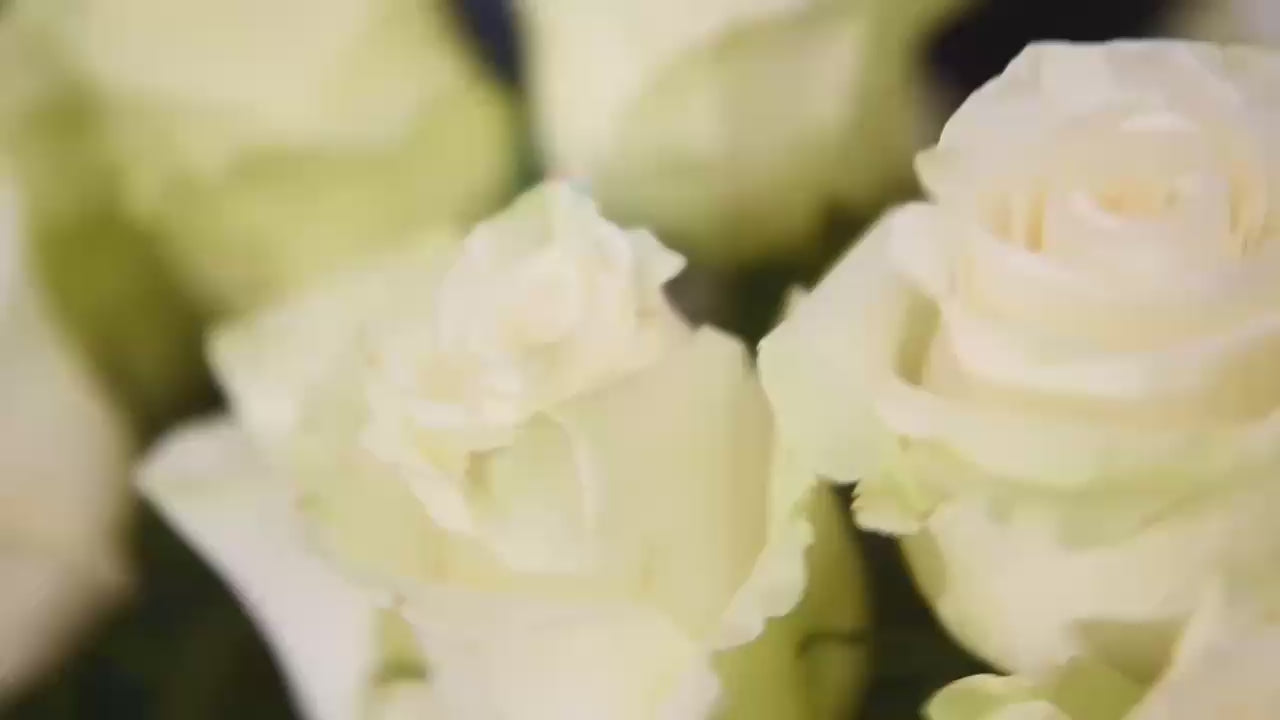 Roses Bloomingmore Video