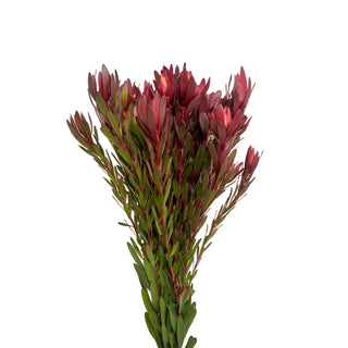 protea flower red
