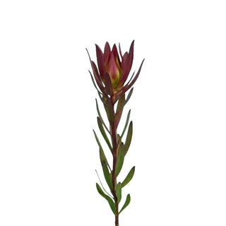 protea flower red one stem