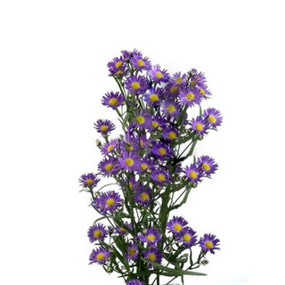 Purple Aster
