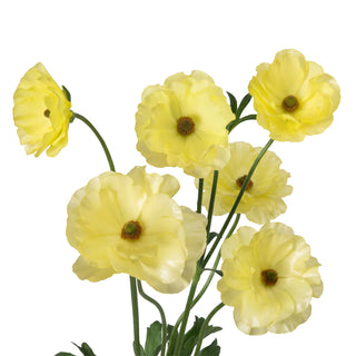 Ranunculus Butterfly Helios