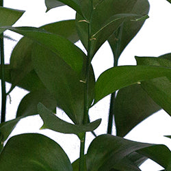 Assorted Eucalyptus Baby Blue & Ruscus Combo