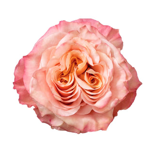 Close-up of a pink shimmer rose on a white background