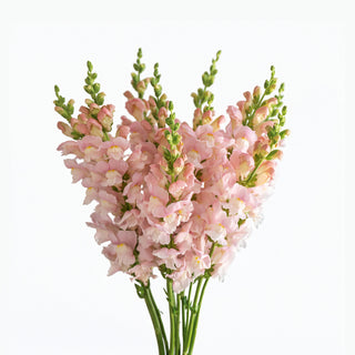Pink Snapdragon