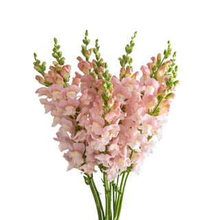 Pink Snapdragon