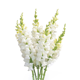 White Snapdragon