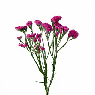 Fuchsia Statice
