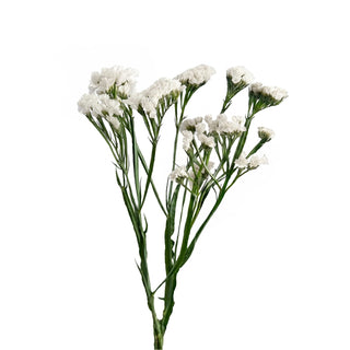 White Statice