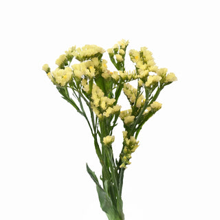 Yellow Statice